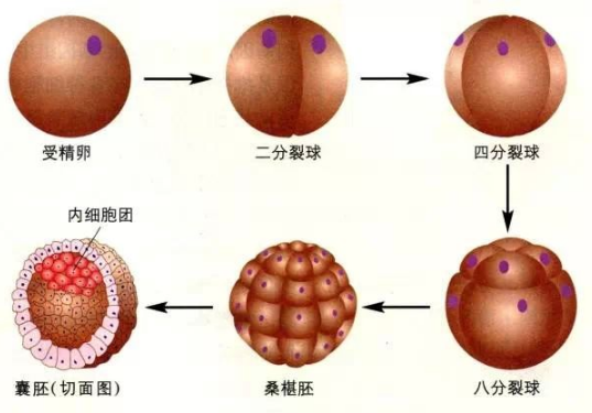 试管婴儿胚胎的等级是根据什么划分的(试管婴儿胚胎的等级是根据什么划分的呢)-第1张图片-鲸幼网